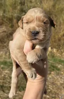 Golden girl (generic tested parents), a male Golden Retriever for sale in Elizabethtown, KY – 1 of 8