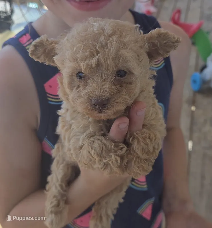 Cafe Au Lait Toy – Poodle - Toy  puppy for sale in Elizabethtown, KY
