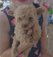 Cafe Au Lait Toy, a female Poodle - Toy  for sale in Elizabethtown, KY – 1 of 3