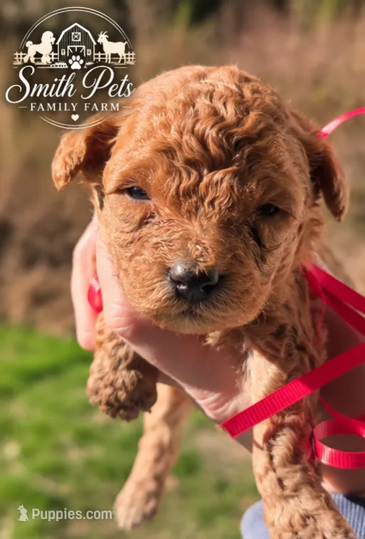 Red Id Red – Poodle - Toy  puppy for sale in Elizabethtown, KY