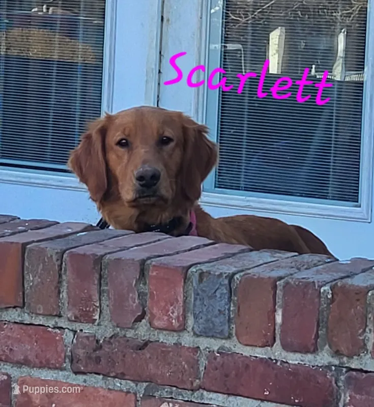 Miss Scarlet – Golden Retriever puppy for sale in Elizabethtown, KY