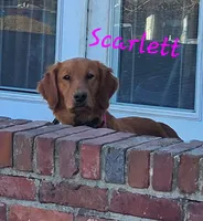 Miss Scarlet, a female Golden Retriever for sale in Elizabethtown, KY – 1 of 2