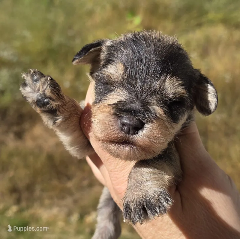 Salt  PEPPER MALE – Miniature Schnauzer puppy for sale in Elizabethtown, KY