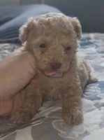 Apricot Toy, a female Poodle - Toy  for sale in Elizabethtown, KY – 1 of 2