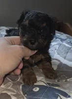 Phantom Toy , a male Poodle - Toy  for sale in Elizabethtown, KY – 6 of 10