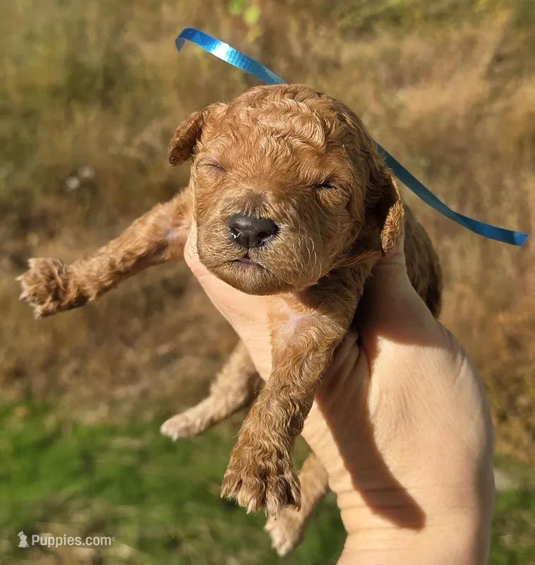 Blue Id Red – Poodle - Toy  puppy for sale in Elizabethtown, KY