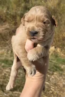 Golden girl (generic tested parents), a male Golden Retriever for sale in Elizabethtown, KY – 2 of 8