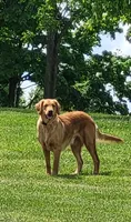 Miss Kitty, a female Golden Retriever for sale in Elizabethtown, KY – 2 of 2