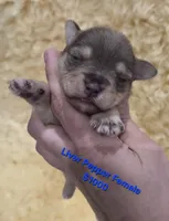 Liver Pepper Female, a female Miniature Schnauzer for sale in Elizabethtown, KY – 3 of 5