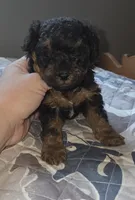 Phantom Toy , a male Poodle - Toy  for sale in Elizabethtown, KY – 7 of 10