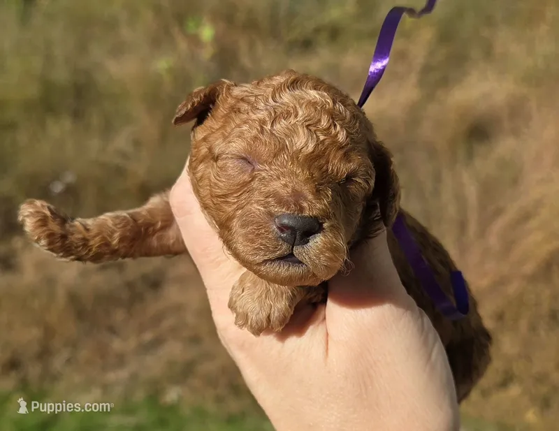 Purple id red – Poodle - Toy  puppy for sale in Elizabethtown, KY