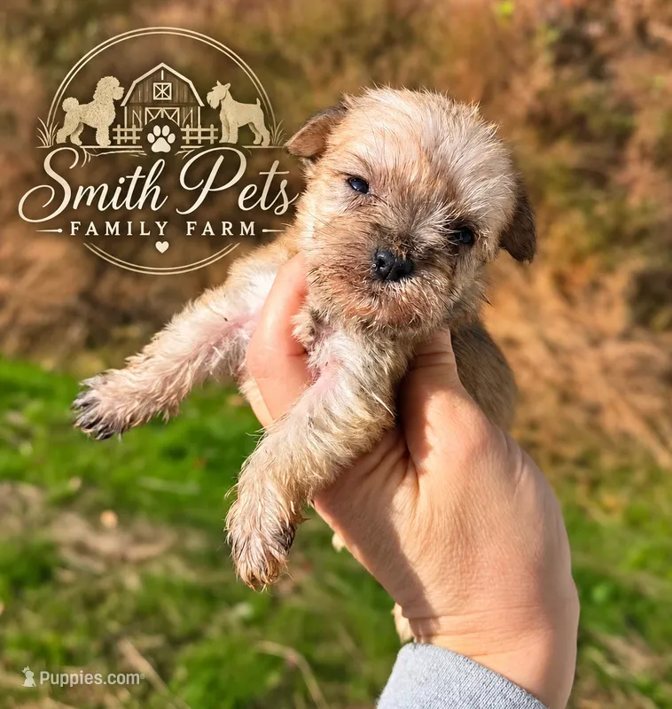 9 oz Weaton girl – Miniature Schnauzer puppy for sale in Elizabethtown, KY