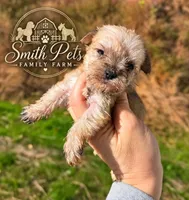 9 oz Weaton girl, a female Miniature Schnauzer for sale in Elizabethtown, KY – 1 of 9