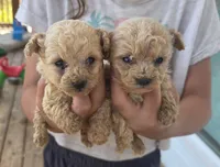 Apricot Toy, a male Poodle - Toy  for sale in Elizabethtown, KY – 2 of 3