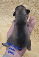 Salt  PEPPER MALE, a male Miniature Schnauzer for sale in Elizabethtown, KY – 3 of 4