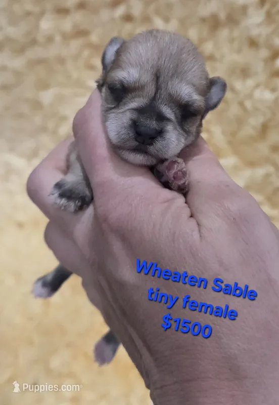 Tiny Weaton girl – Miniature Schnauzer puppy for sale in Elizabethtown, KY