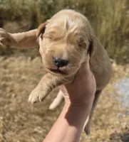 Golden girl, a male Golden Retriever for sale in Elizabethtown, KY – 3 of 6