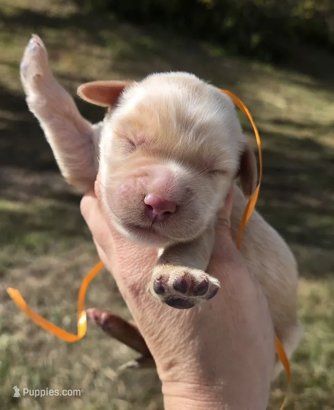 Orange Id – Golden Retriever puppy for sale in Elizabethtown, KY