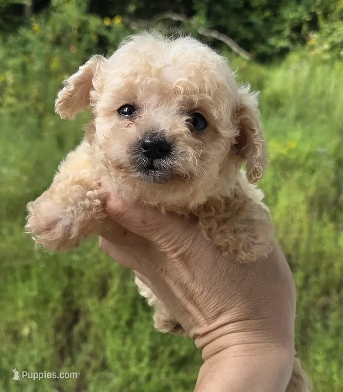 Tiny toy boy  – Poodle - Toy  puppy for sale in Elizabethtown, KY