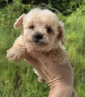 Tiny toy boy , a male Poodle - Toy  for sale in Elizabethtown, KY – 1 of 4