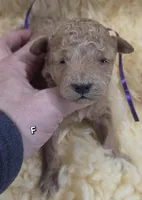 Purple Id, a female Poodle - Toy  for sale in Elizabethtown, KY – Photo 4 of 6