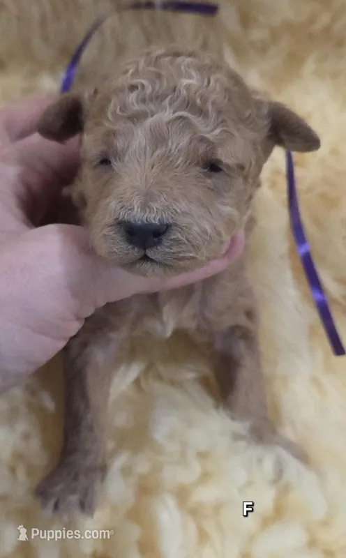 Purple Id – Poodle - Toy  puppy for sale in Elizabethtown, KY