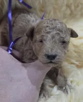 Purple Id, a female Poodle - Toy  for sale in Elizabethtown, KY – Photo 3 of 6