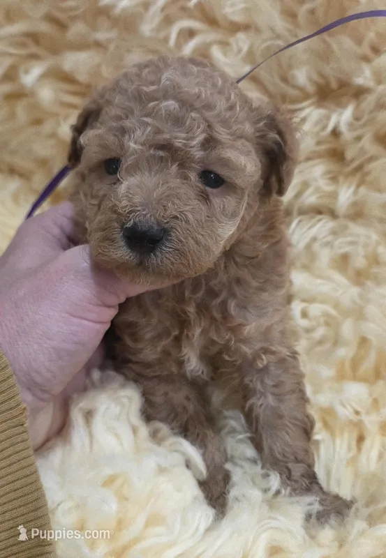 Purple Id – Poodle - Toy  puppy for sale in Elizabethtown, KY