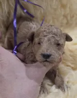 Purple Id, a female Poodle - Toy  for sale in Elizabethtown, KY – Photo 2 of 6