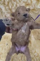 Purple Id, a female Poodle - Toy  for sale in Elizabethtown, KY – Photo 6 of 6