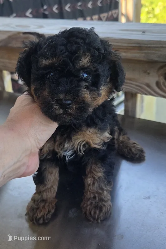 Phantom Toy  – Poodle - Toy  puppy for sale in Elizabethtown, KY