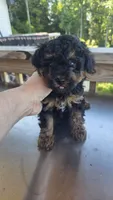 Phantom Toy , a male Poodle - Toy  for sale in Elizabethtown, KY – 3 of 10