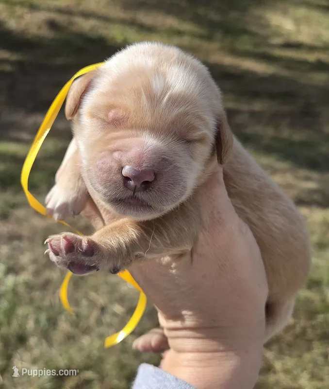 Yellow Id – Golden Retriever puppy for sale in Elizabethtown, KY