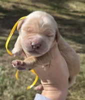Yellow Id, a male Golden Retriever for sale in Elizabethtown, KY – 1 of 1