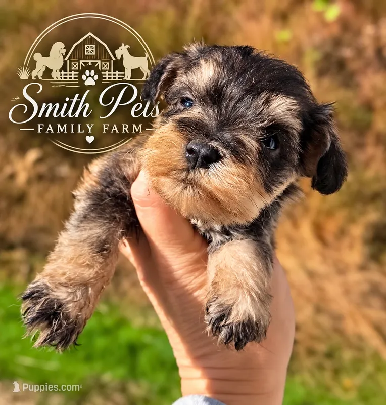 Salt  PEPPER MALE – Miniature Schnauzer puppy for sale in Elizabethtown, KY