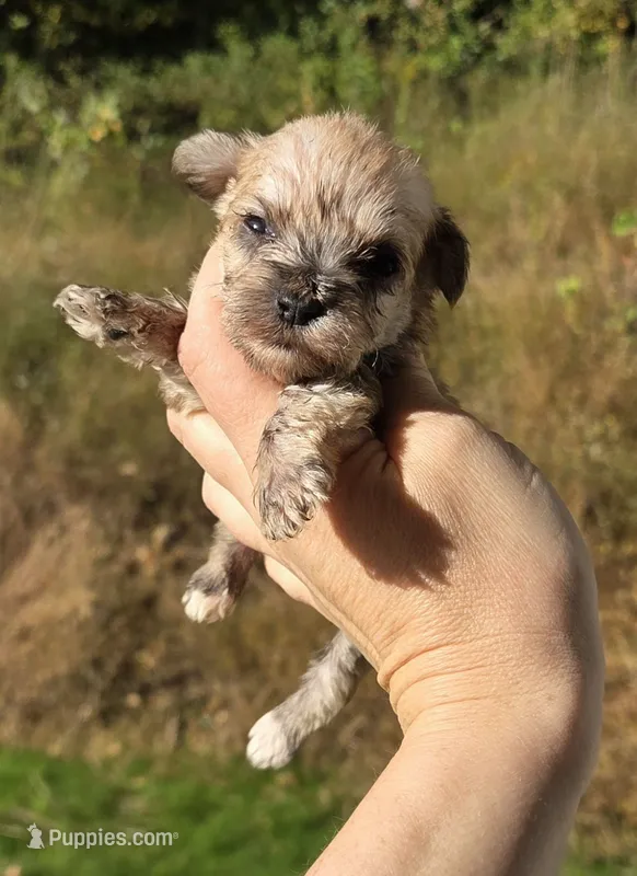 Tiny Weaton girl – Miniature Schnauzer puppy for sale in Elizabethtown, KY