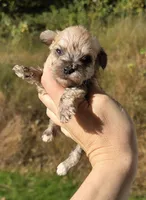 9 oz Weaton girl, a female Miniature Schnauzer for sale in Elizabethtown, KY – 2 of 9