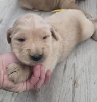Yellow id , a male Golden Retriever for sale in Elizabethtown, KY – Photo 2 of 2
