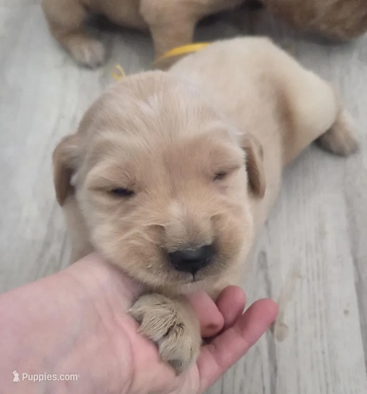 Yellow id  – Golden Retriever puppy for sale in Elizabethtown, KY