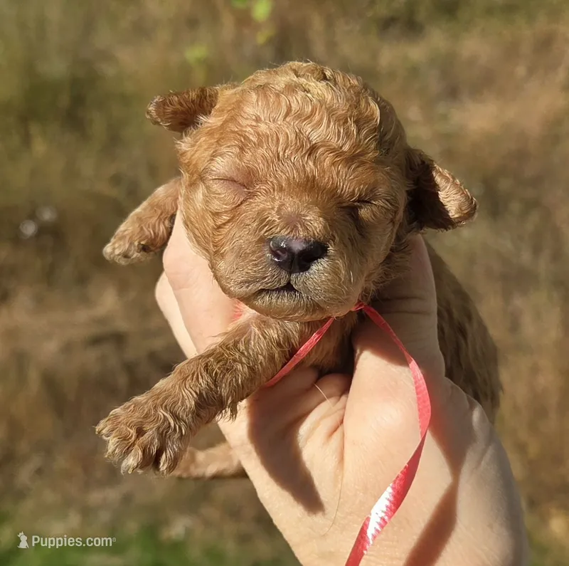 Red Id Red – Poodle - Toy  puppy for sale in Elizabethtown, KY