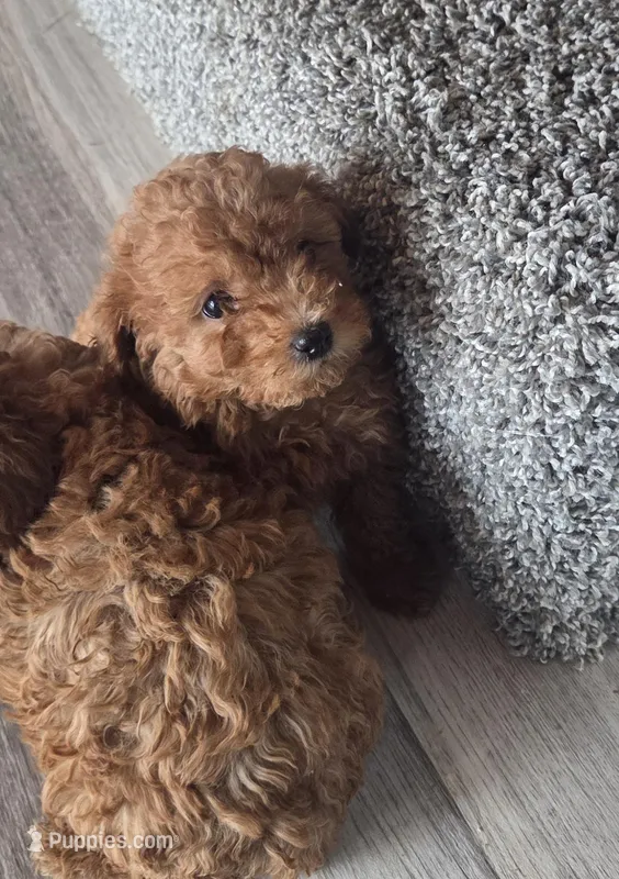 Blue ID  – Poodle - Toy  puppy for sale in Elizabethtown, KY