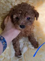 Blue ID , a female Poodle - Toy  for sale in Elizabethtown, KY – Photo 2 of 3