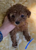 Blue ID , a female Poodle - Toy  for sale in Elizabethtown, KY – Photo 3 of 3