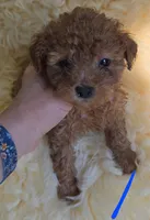 Blue ID , a female Poodle - Toy  for sale in Elizabethtown, KY – Photo 1 of 3