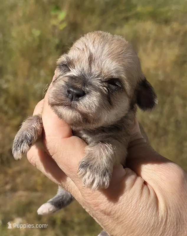 Tiny Weaton girl – Miniature Schnauzer puppy for sale in Elizabethtown, KY