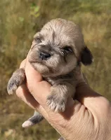 9 oz Weaton girl, a female Miniature Schnauzer for sale in Elizabethtown, KY – 4 of 9