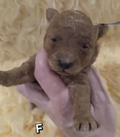 Blue ID , a female Poodle - Toy  for sale in Elizabethtown, KY – Photo 3 of 4