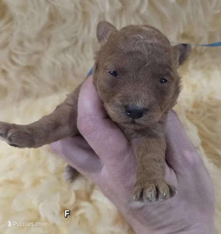 Blue ID  – Poodle - Toy  puppy for sale in Elizabethtown, KY