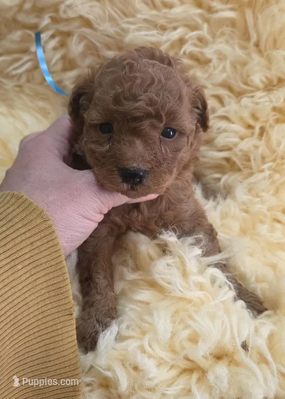 Blue ID  – Poodle - Toy  puppy for sale in Elizabethtown, KY