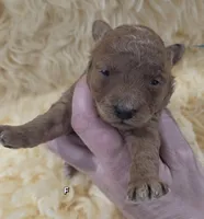 Blue ID , a female Poodle - Toy  for sale in Elizabethtown, KY – Photo 2 of 4